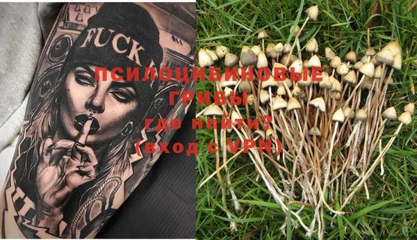 PSILOCYBIN Аркадак